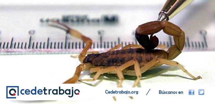 Veneno de escorpión colombiano podría eliminar células cancerígenas