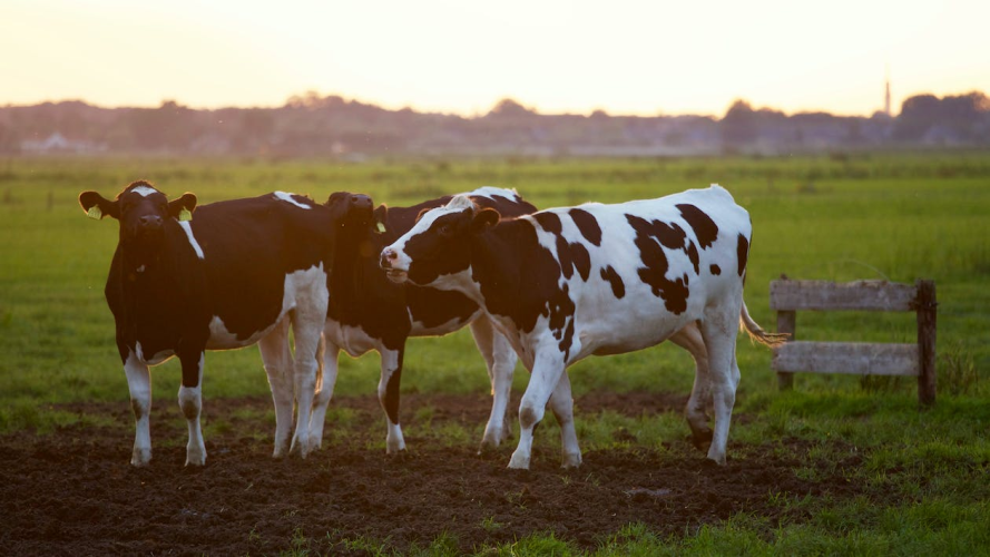 Importaciones de carne y lácteos, una pesadilla en aumento
