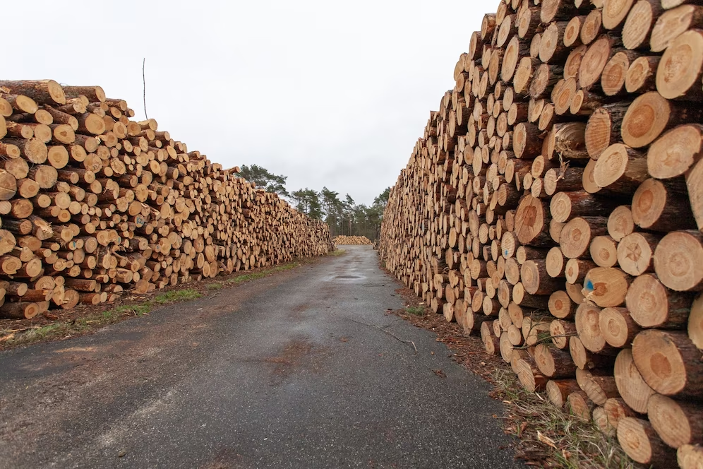 Colombia debe frenar la deforestación para contribuir realmente a luchar contra el cambio climático