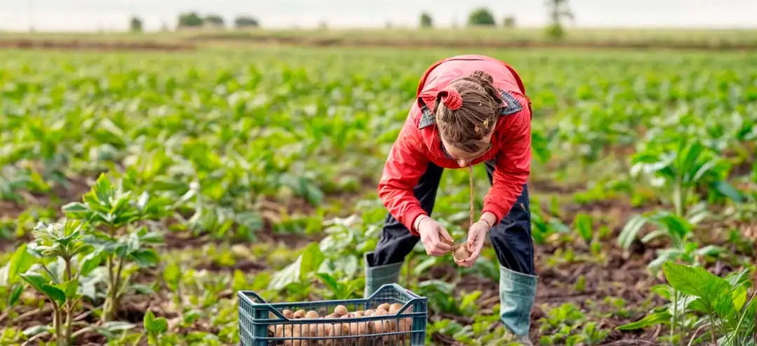 Mujer joven recolectando en un campo de cultivo en Colombia.