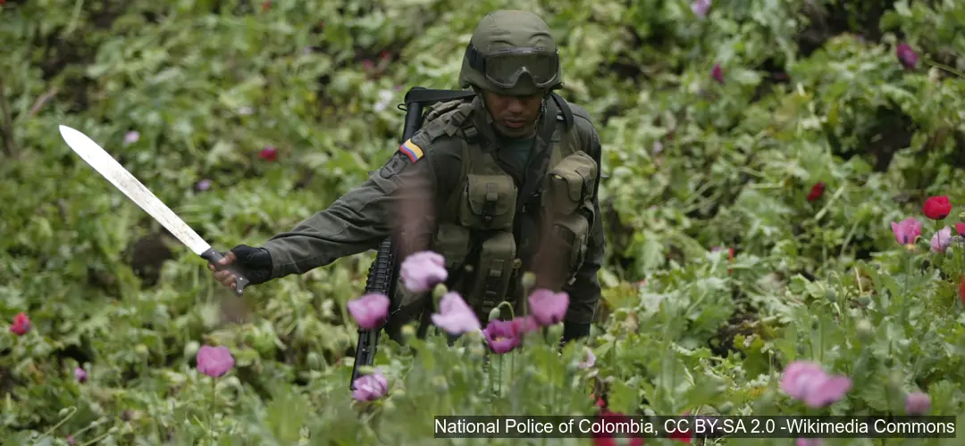 Erradicación de cultivos ilícitos en Colombia Policía colombiano erradicando cultivos ilícitos de amapola en zona rural del país